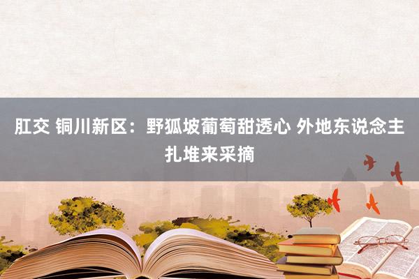 肛交 铜川新区：野狐坡葡萄甜透心 外地东说念主扎堆来采摘